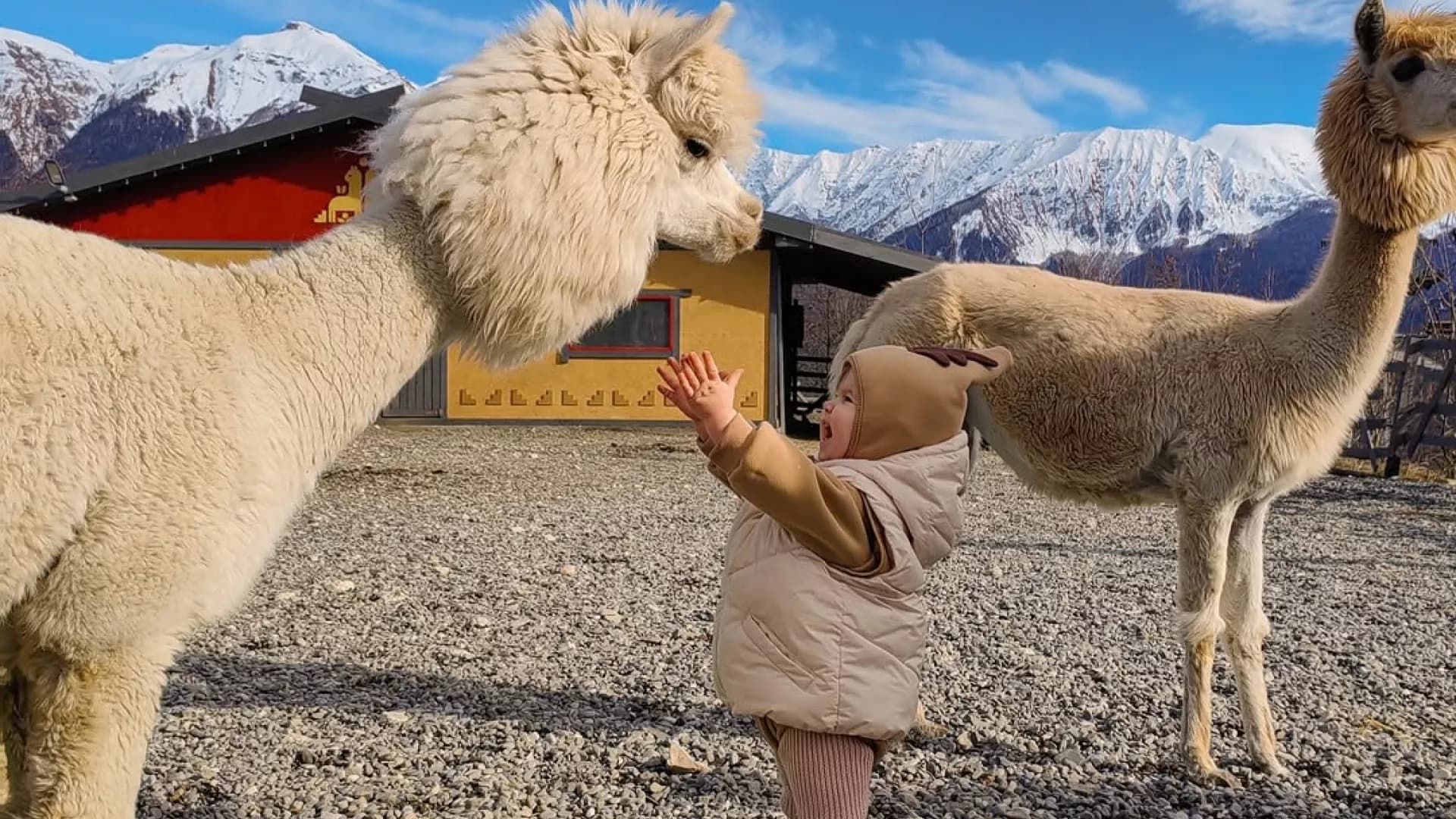 Парк альпак "Пача Мама" на Розе Хутор со скидкой